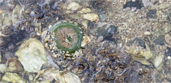 말미잘도 몸에 작은 돌이나 조개껍데기 조각을 붙이고 있다.